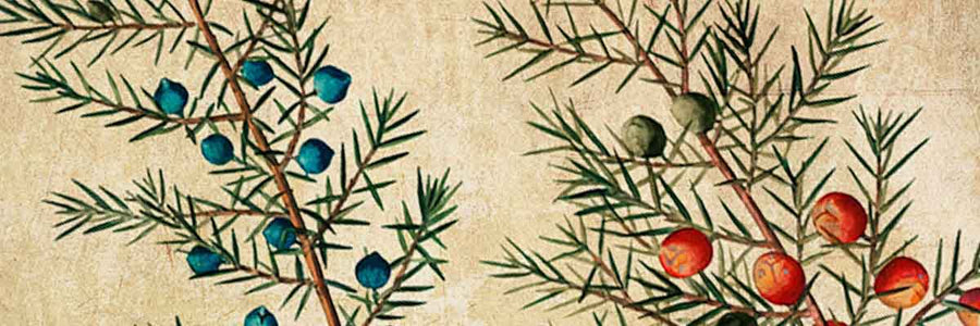 Histoires de gin et tonique (épisode 1)